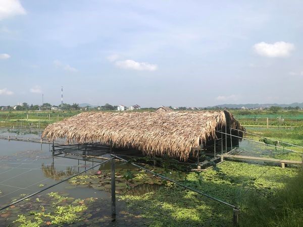 Mô hình chăn nuôi ốc bươu đen - Trần Song Anh - Thôn Thọ Ninh